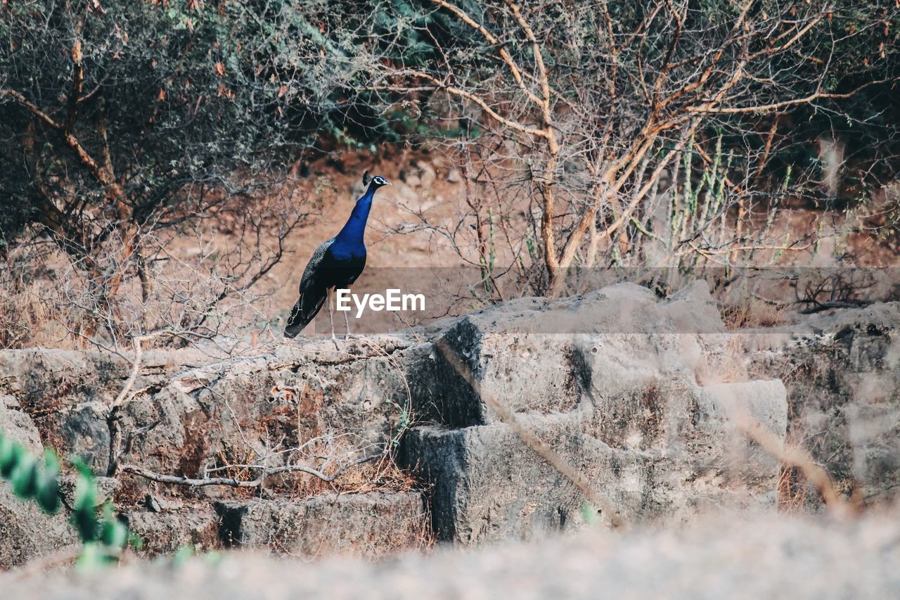 BIRD ON TREE