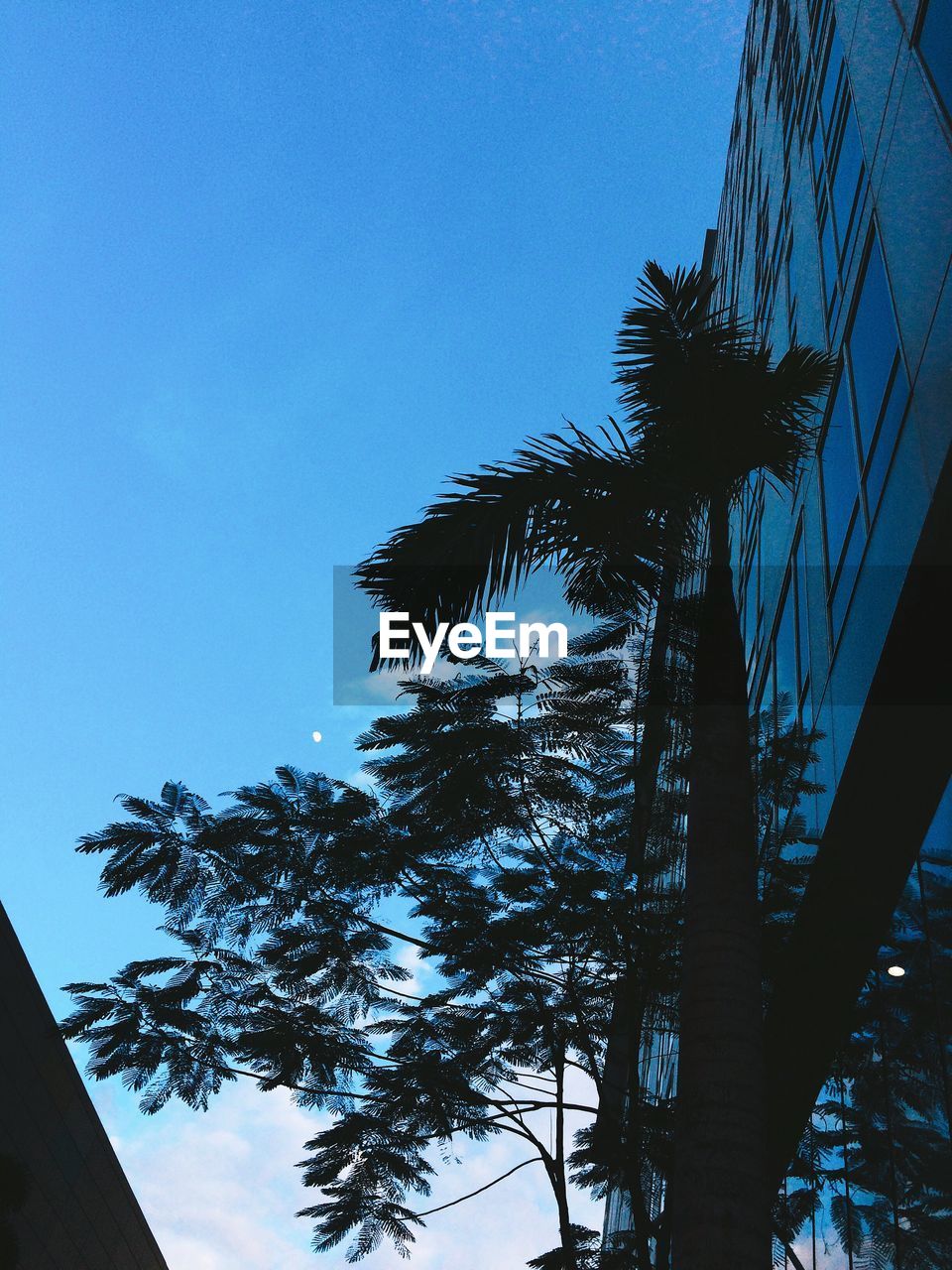 LOW ANGLE VIEW OF SILHOUETTE PALM TREES AGAINST BLUE SKY