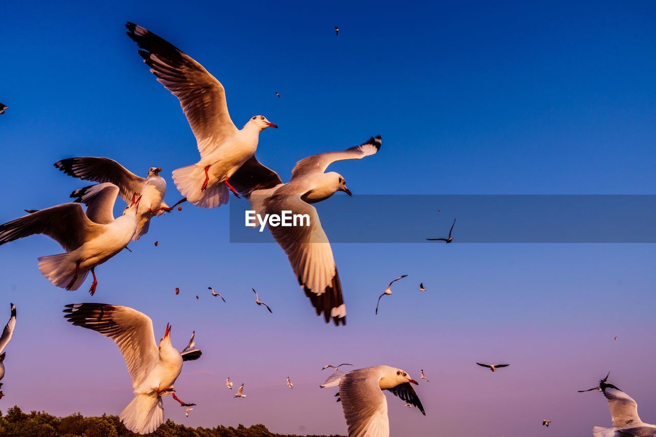 Low angle view of seagulls flying in sky