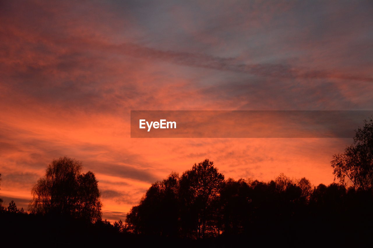 LOW ANGLE VIEW OF SILHOUETTE TREES AGAINST ROMANTIC SKY