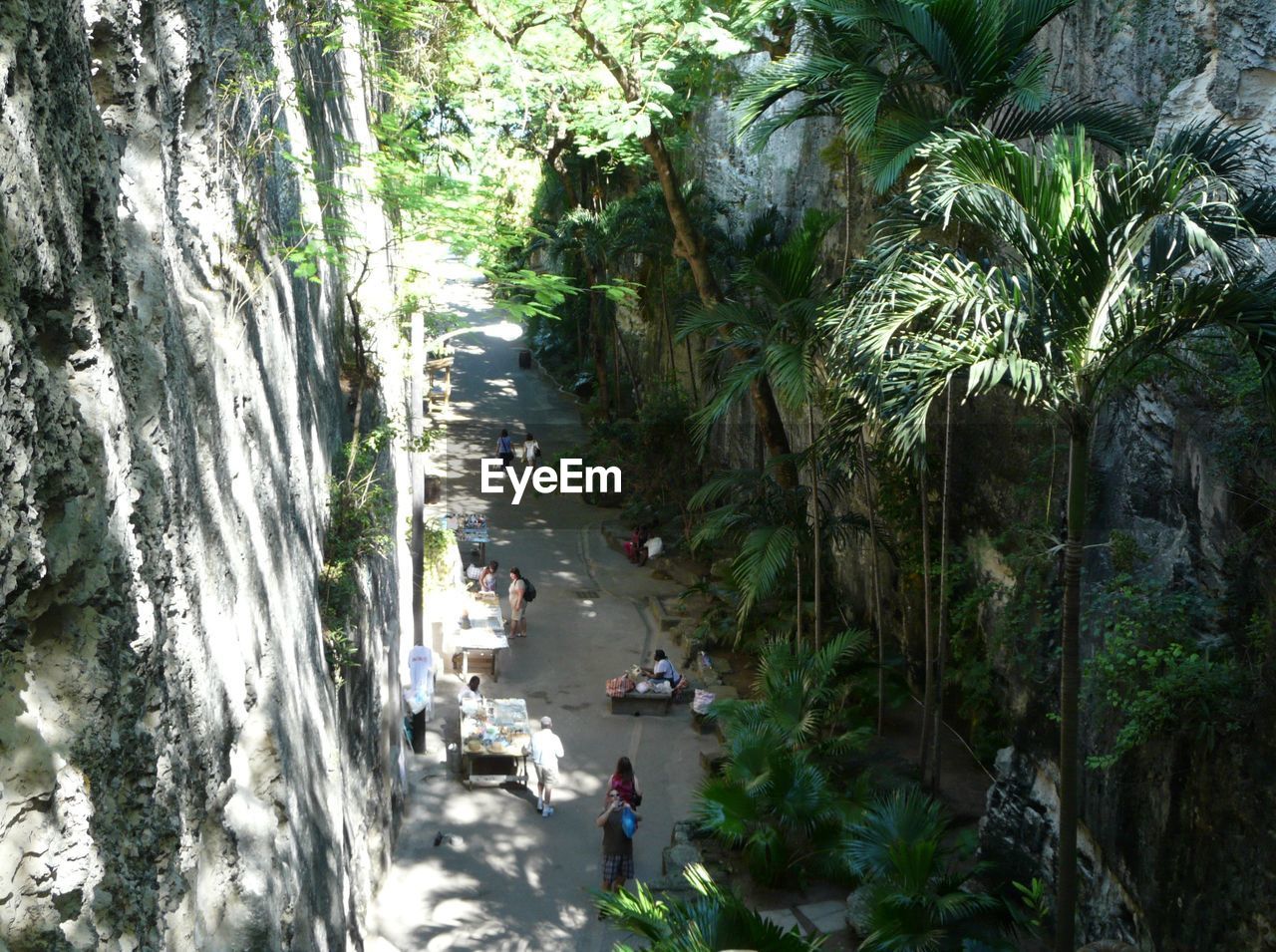 ROAD PASSING THROUGH TREES