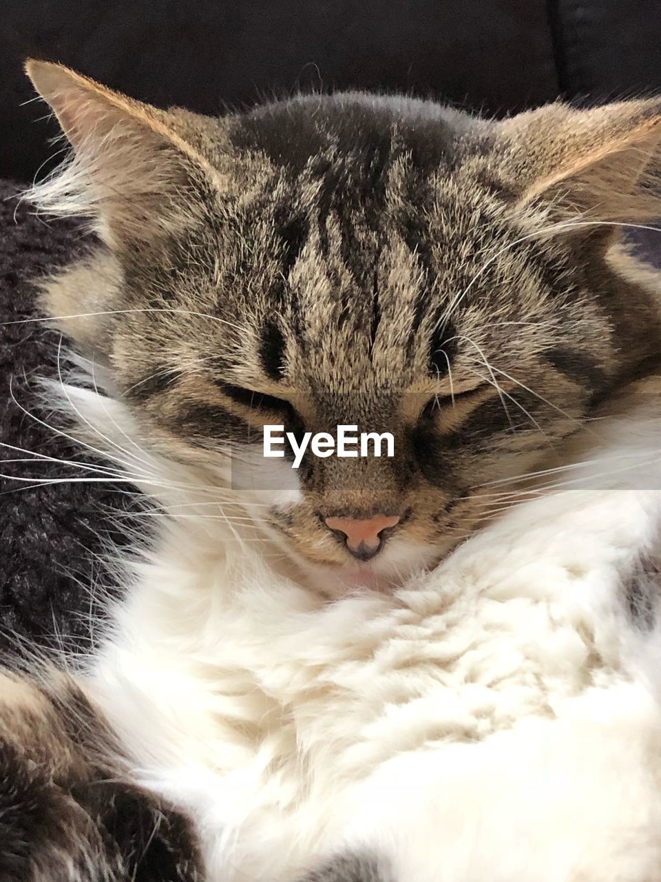 CAT SLEEPING