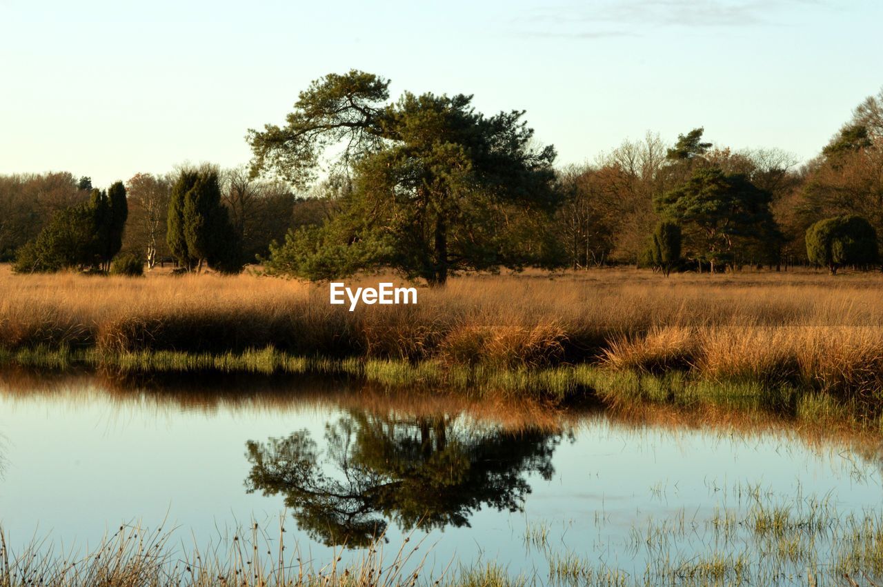 SCENIC VIEW OF LAKE AGAINST TREES