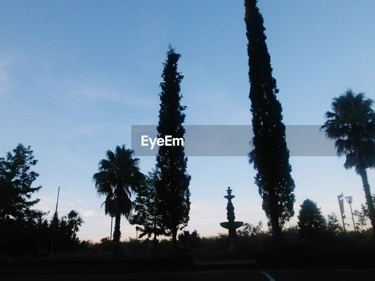 LOW ANGLE VIEW OF SILHOUETTE OF TREES