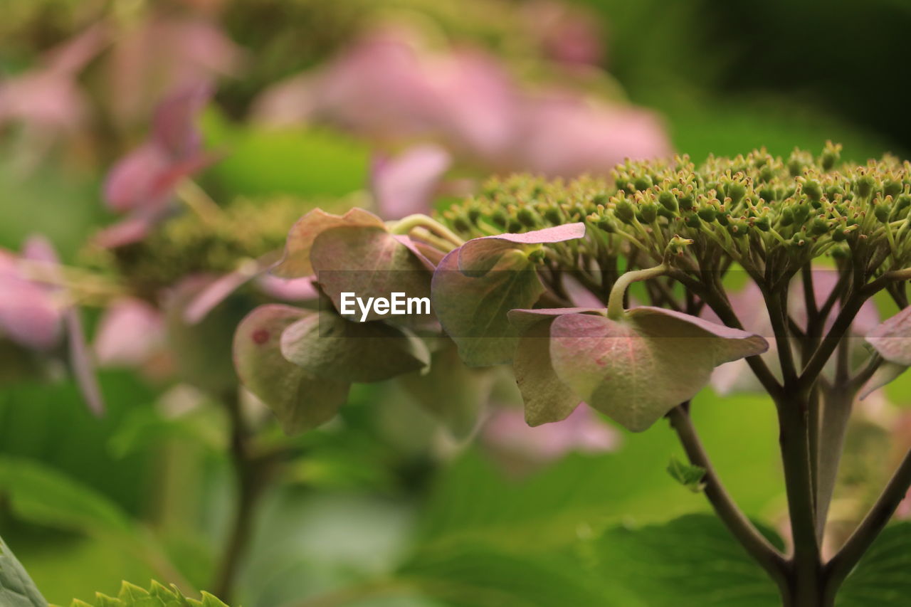 plant, flower, flowering plant, nature, beauty in nature, freshness, growth, plant part, blossom, leaf, close-up, food, no people, shrub, wildflower, food and drink, green, pink, macro photography, vegetable, outdoors, focus on foreground, tree, selective focus, day, environment, agriculture, flower head, garden, healthy eating, petal