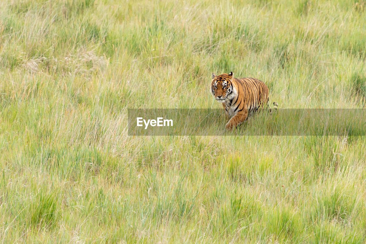 Tiger in a field