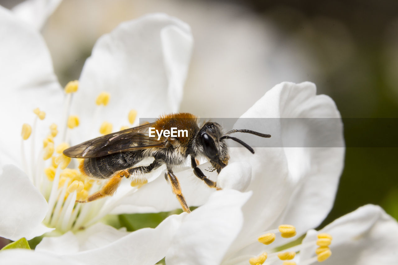 Close-up of bee pollinating on white flower