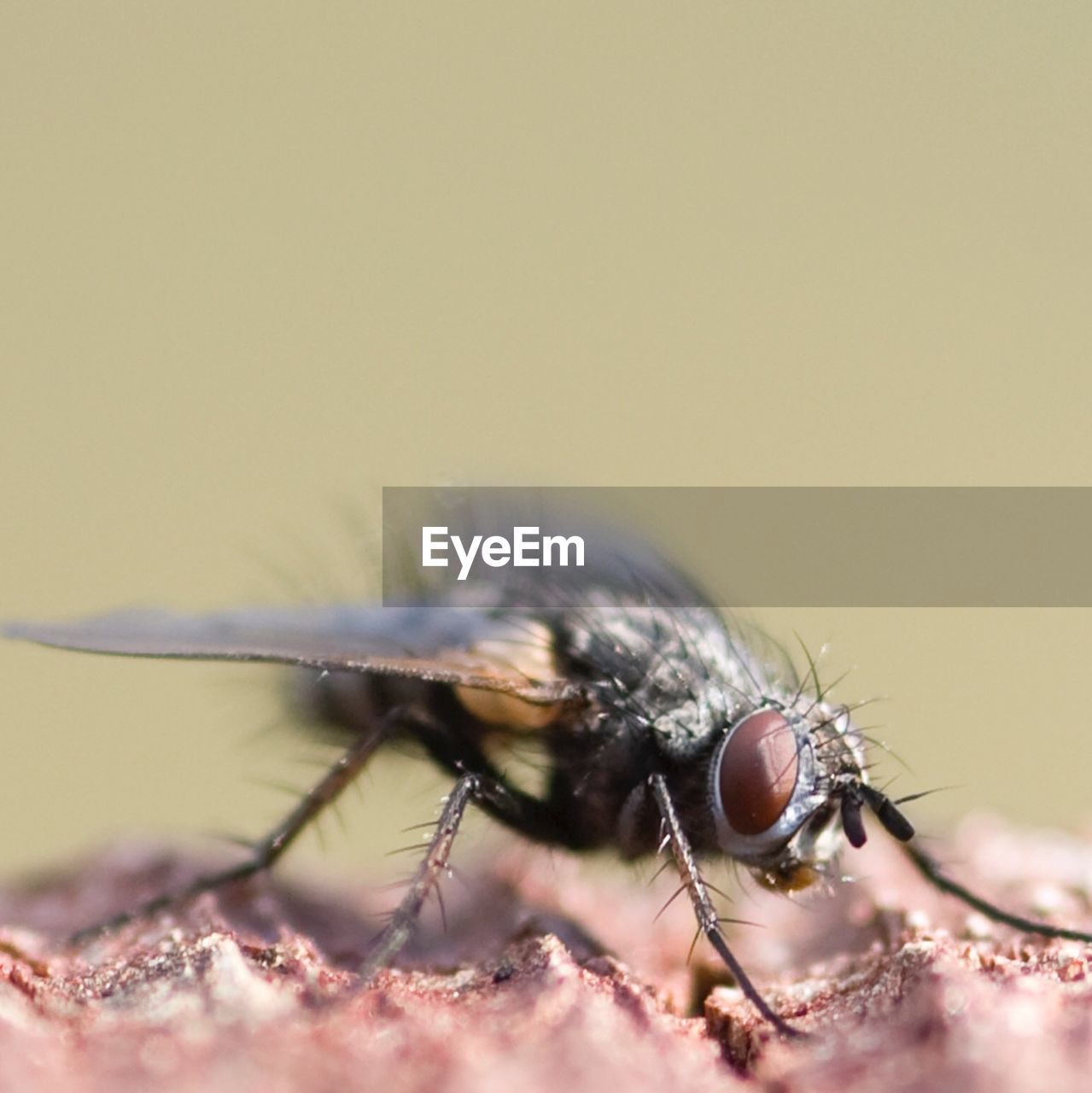 Close-up of housefly on rock