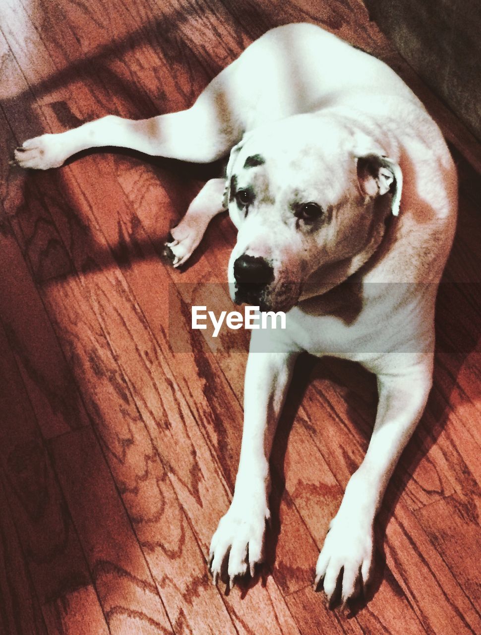 Close-up of dog sitting on hardwood floor