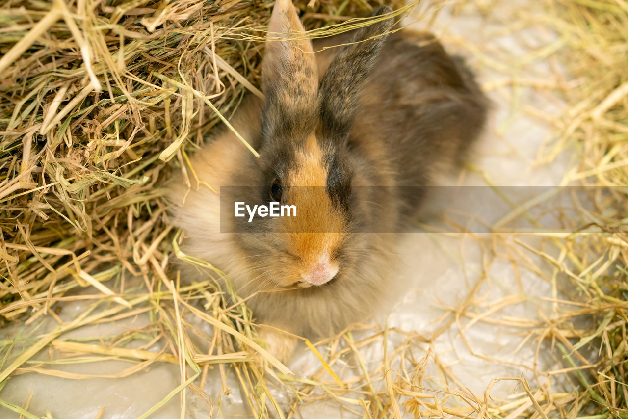 CLOSE-UP OF A CAT WITH EYES