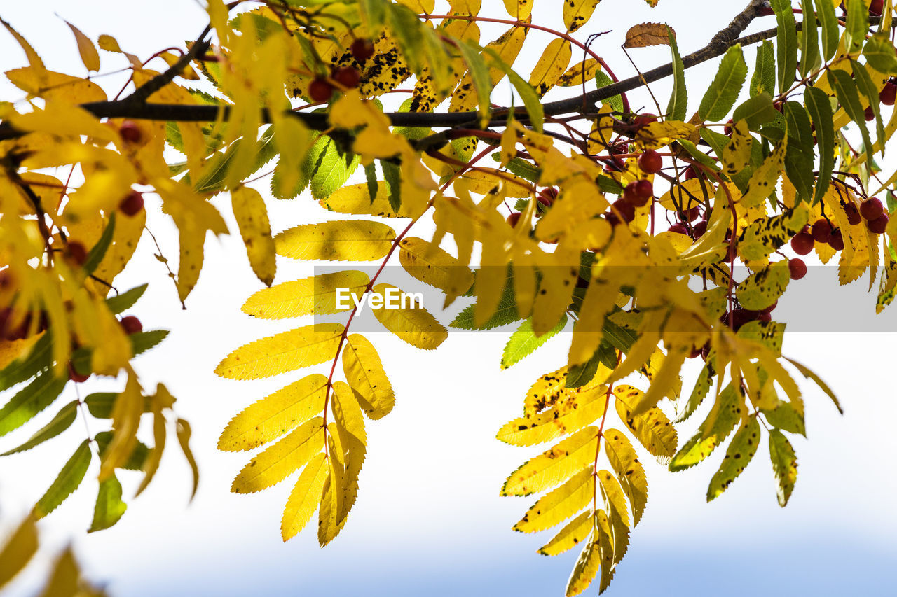 LOW ANGLE VIEW OF TREE