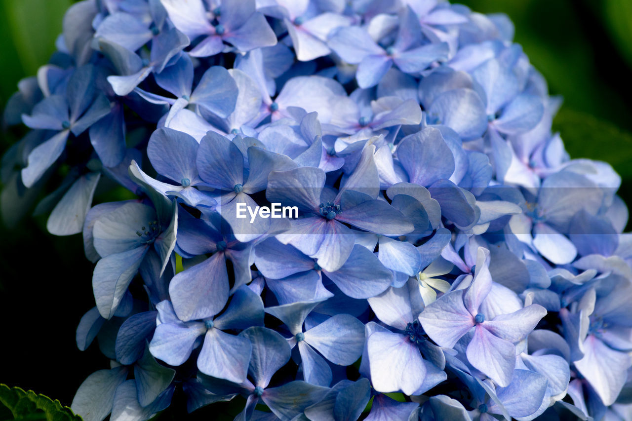 Close-up of blue hydrangea flowers