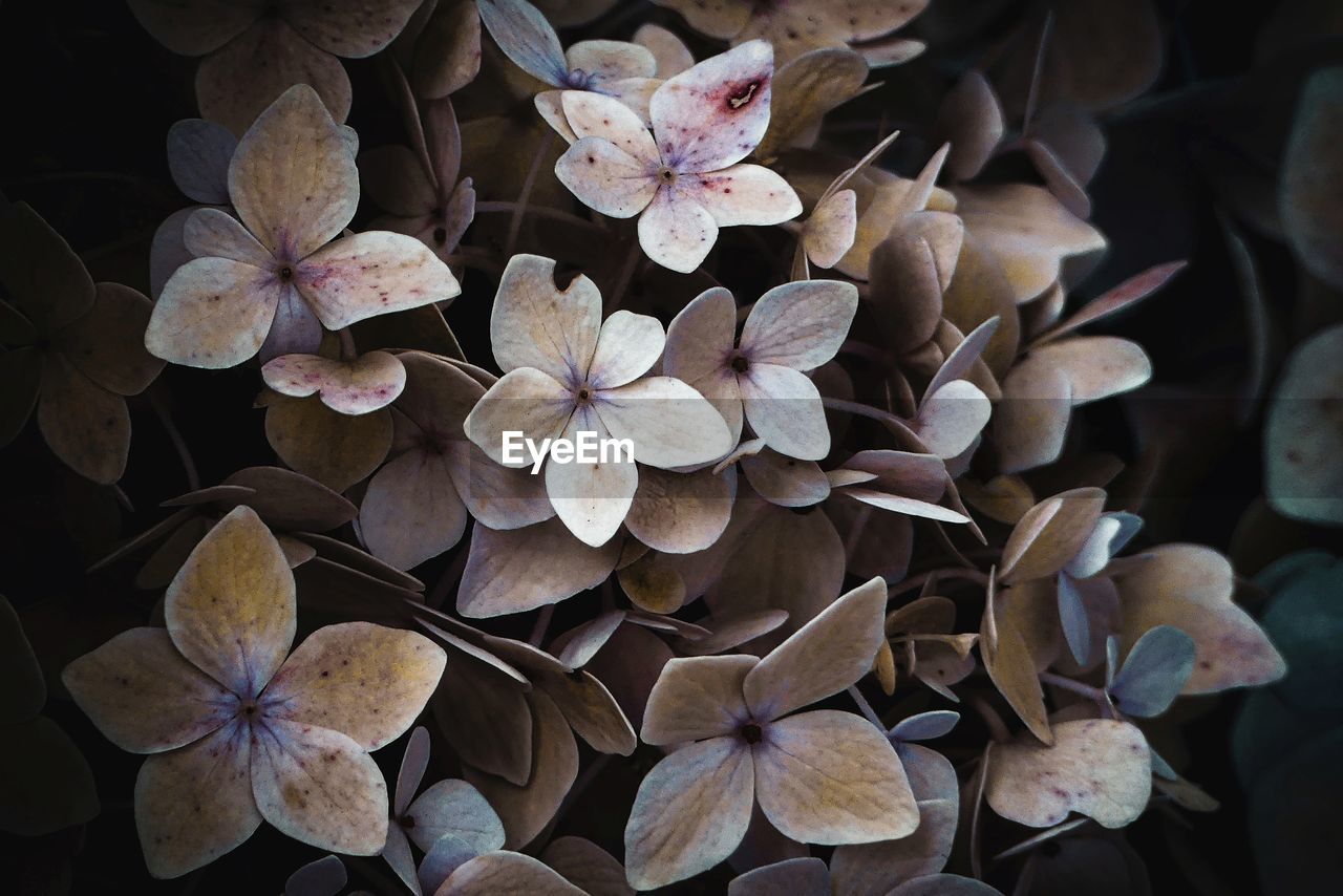 High angle view of hydrangea flowers