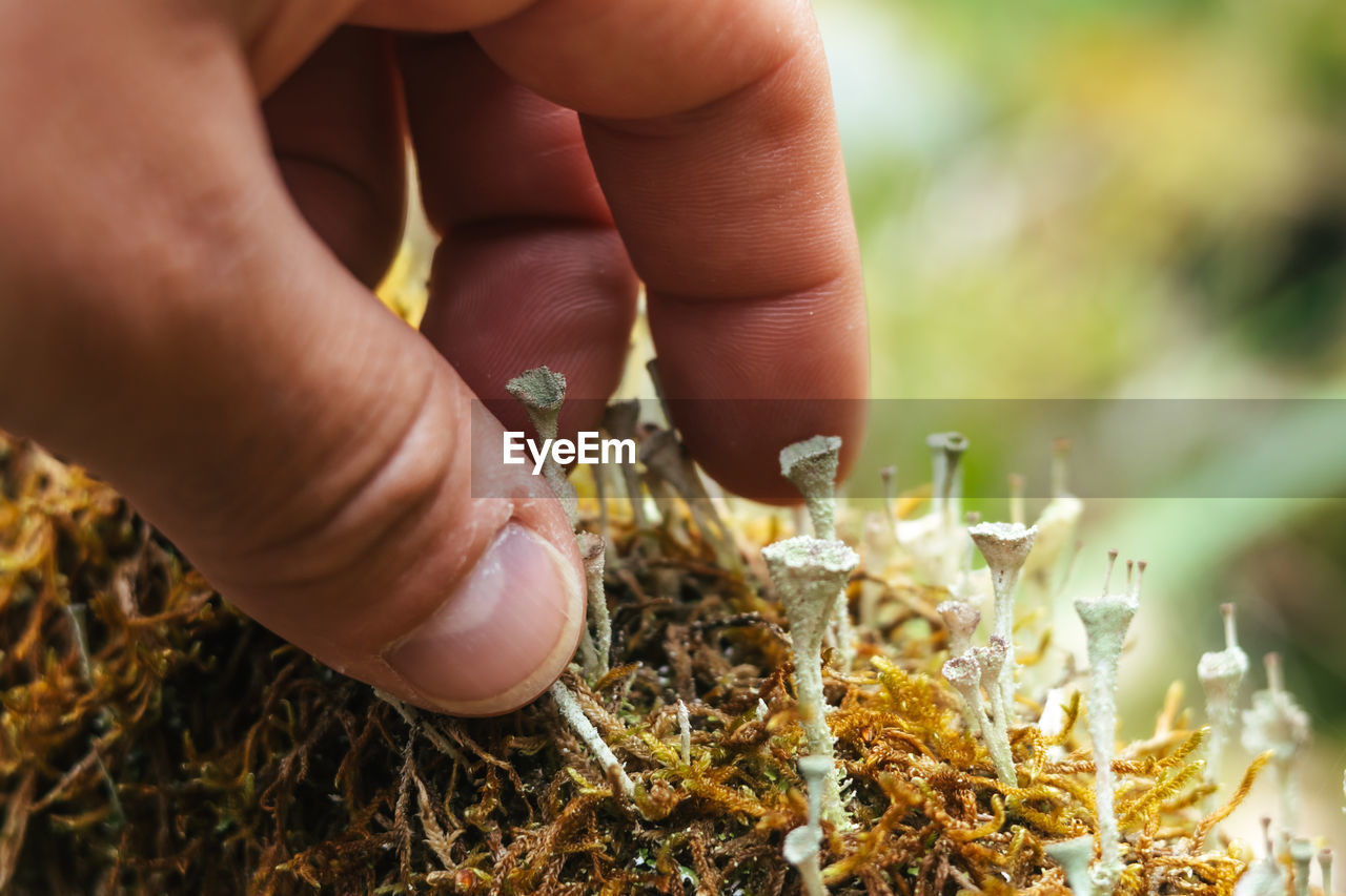 Close up view of a man grabbing small fungus on a mossy log