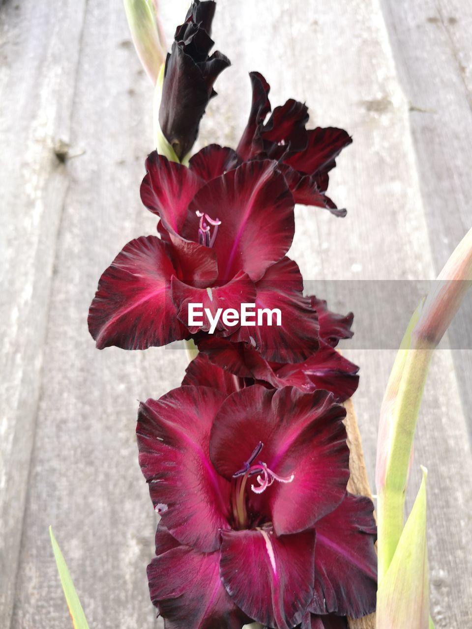 Close-up of pink hibiscus flower