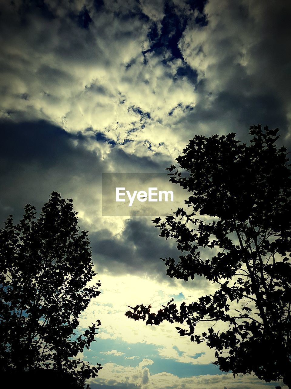 LOW ANGLE VIEW OF TREES AGAINST SKY