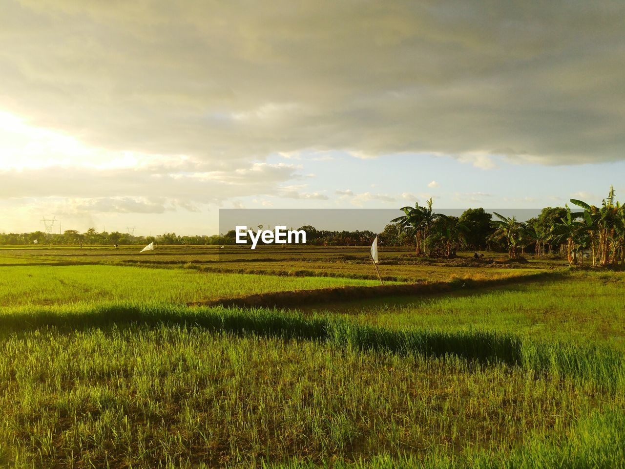 Scenic view of grassy field against cloudy sky during sunset