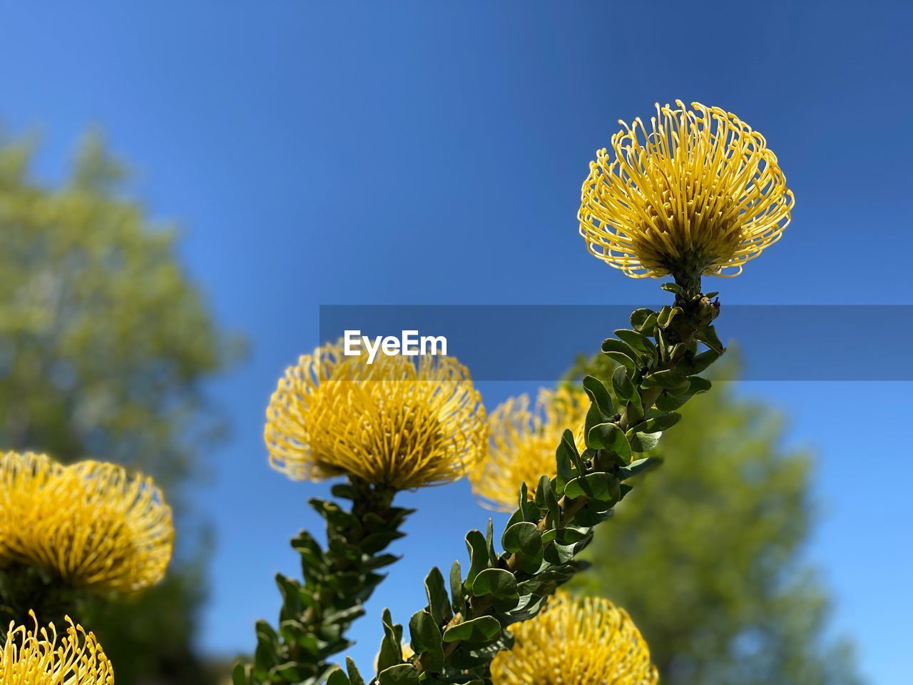 Low angle view of flowering plant against sky