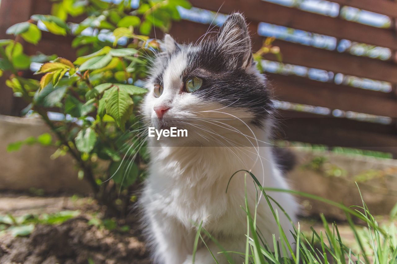 Close-up of cat looking away