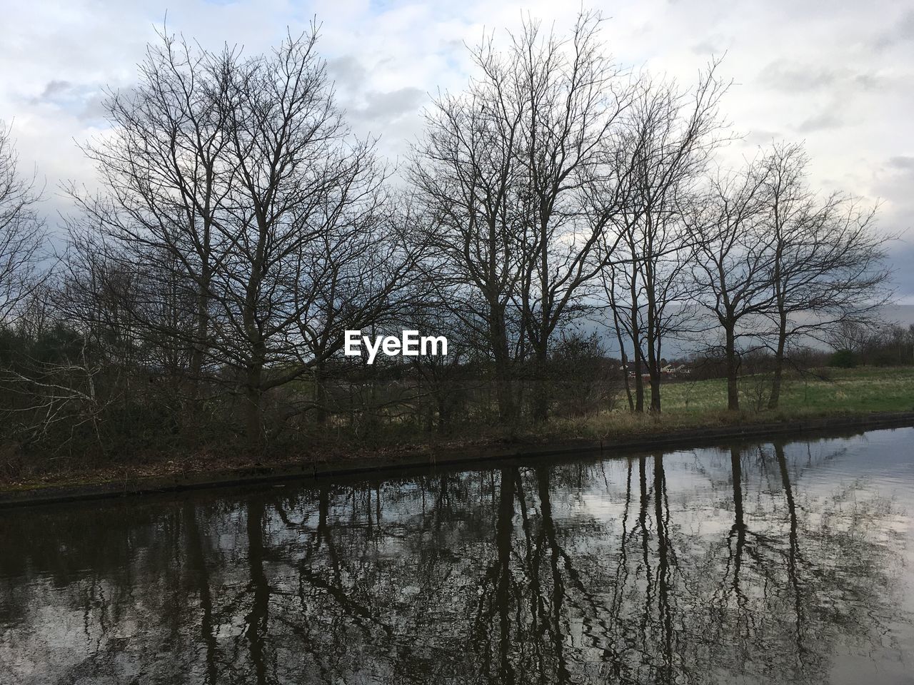 REFLECTION OF BARE TREE IN LAKE