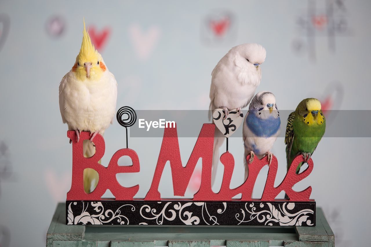 CLOSE-UP OF BIRDS PERCHING ON PAPER