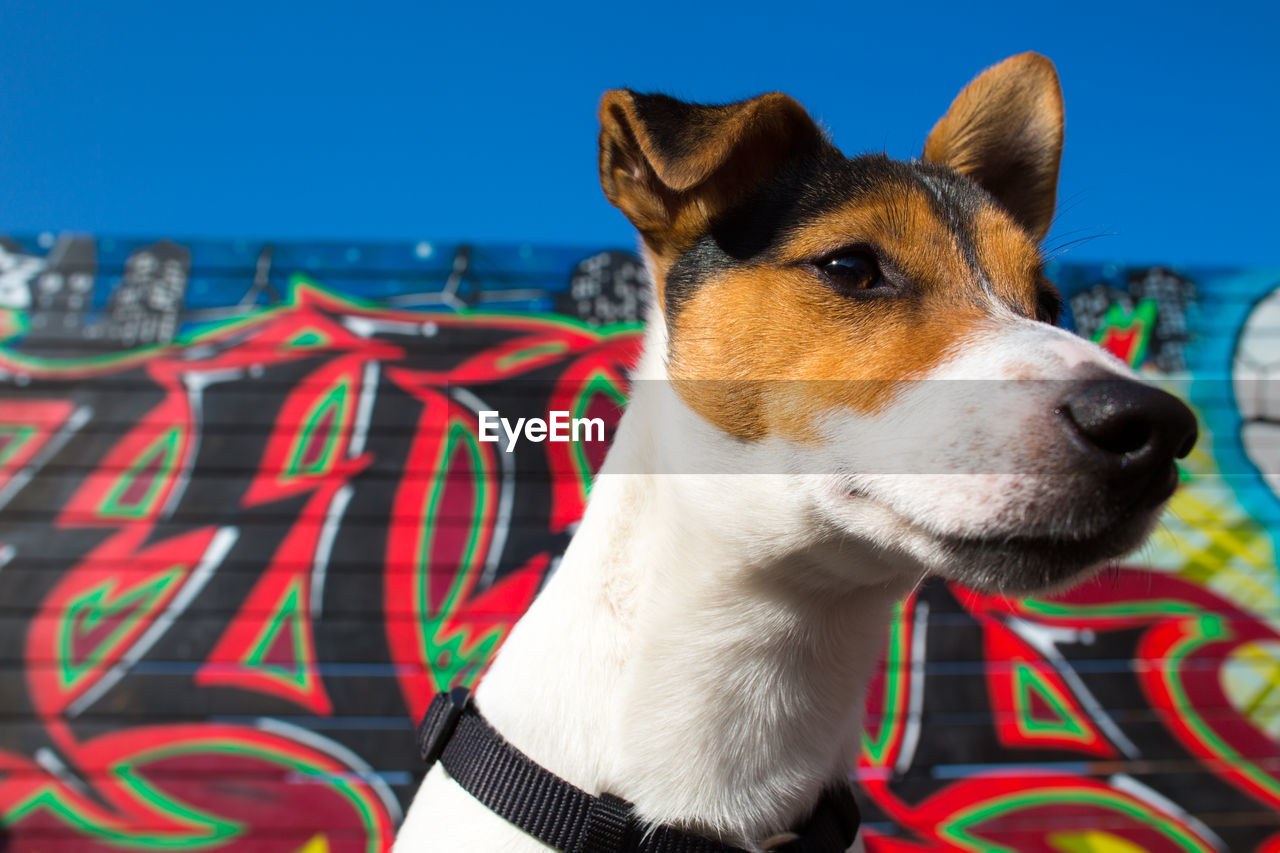 Close-up of dog against graffiti wall