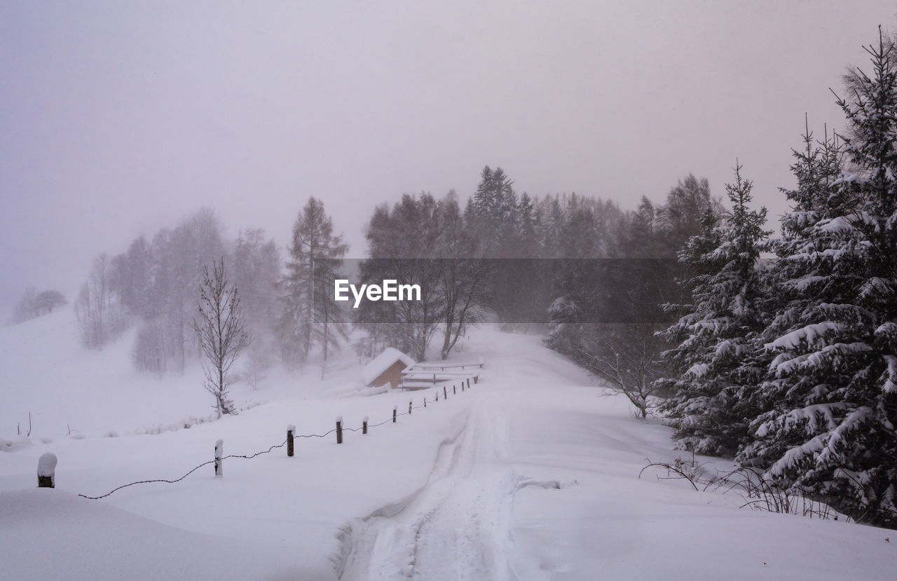 Trees on snow covered land against sky