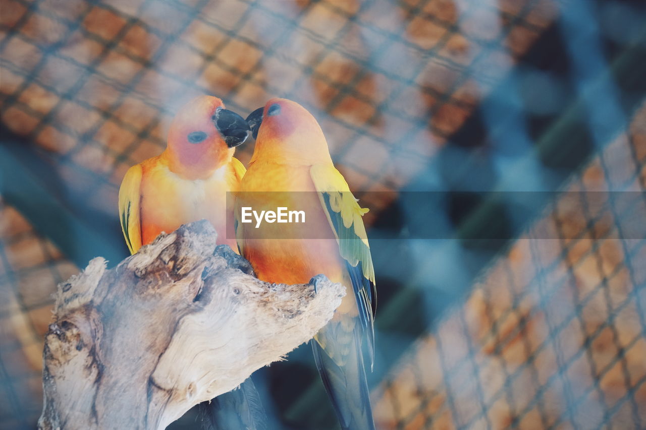 Close-up of parrot perching on branch