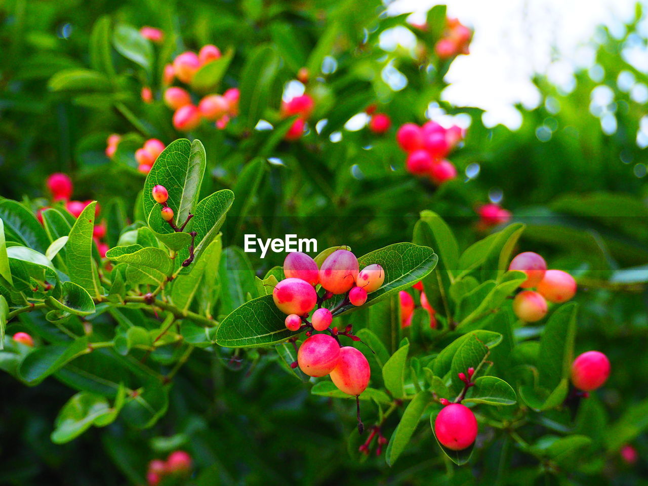 CLOSE-UP OF RED FLOWERING PLANTS