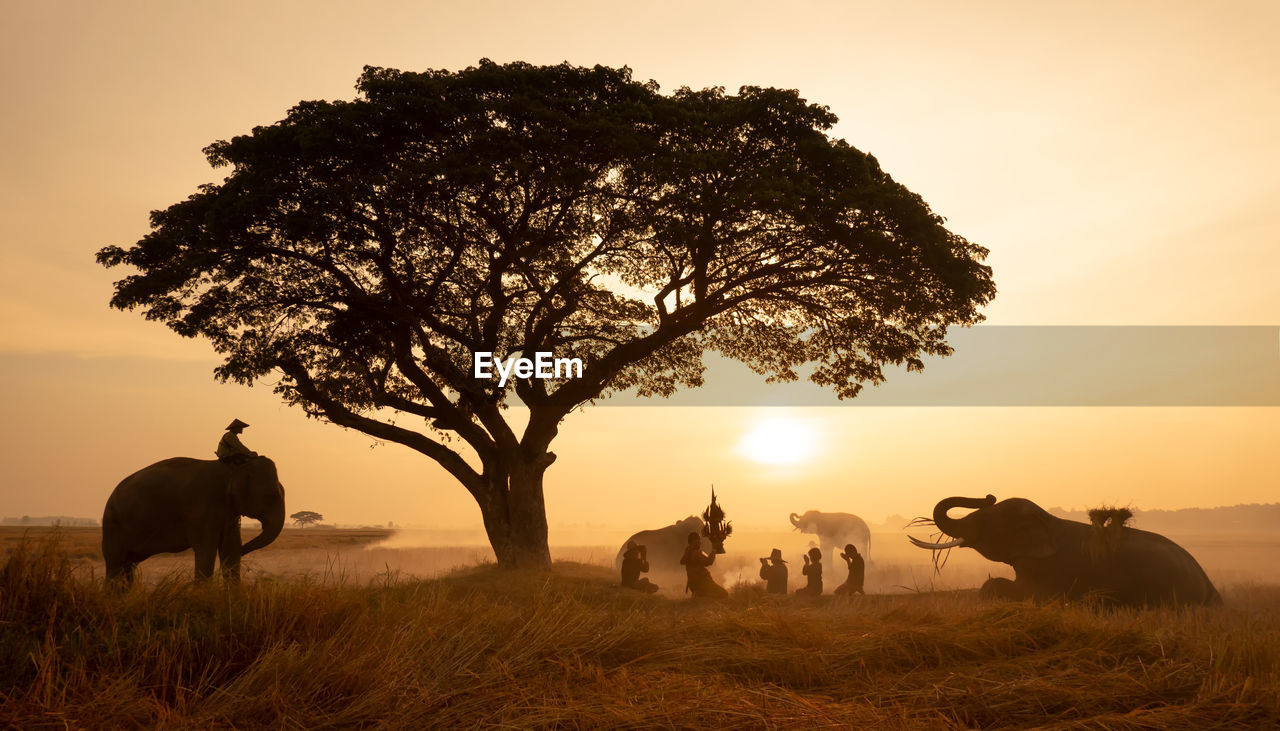 People praying by elephants on land during sunset