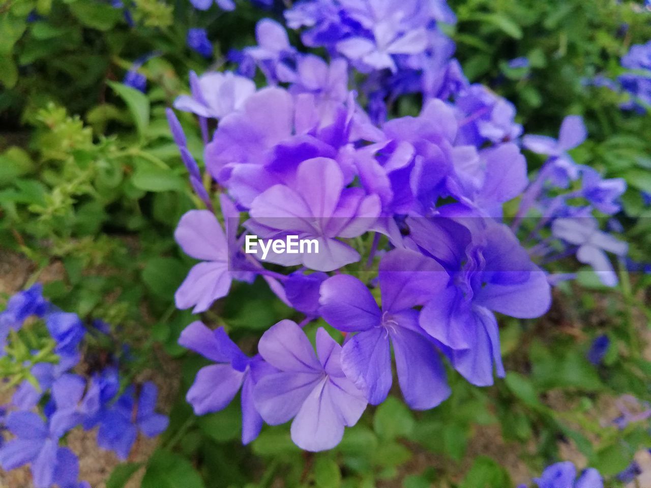 CLOSE-UP OF PURPLE FLOWER