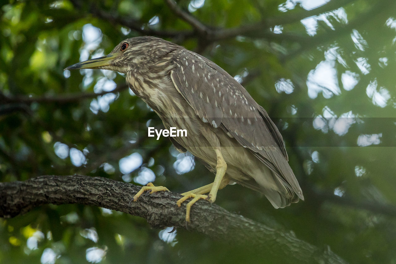 BIRD PERCHING ON A TREE