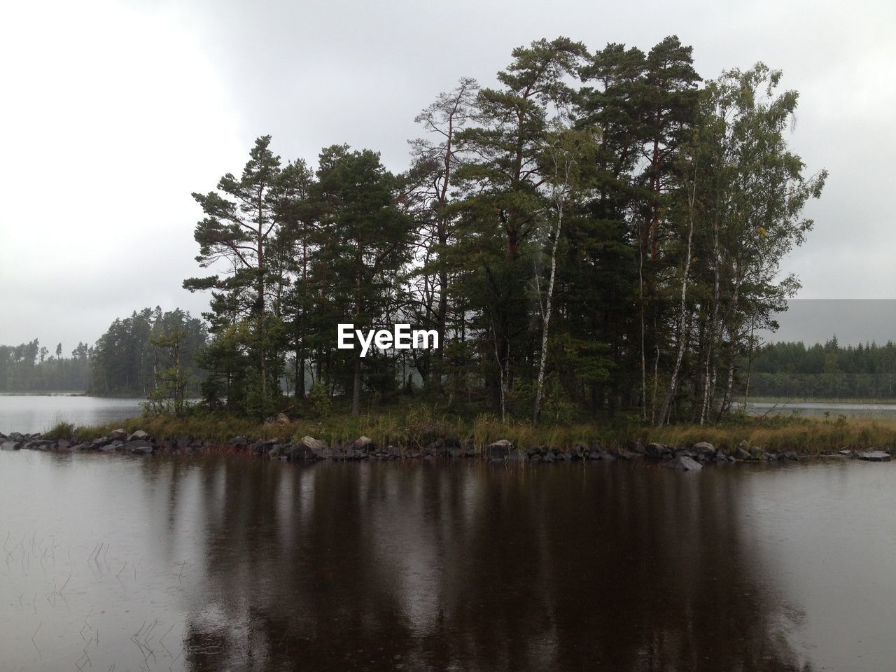 SCENIC VIEW OF RIVER AMIDST TREES IN FOREST