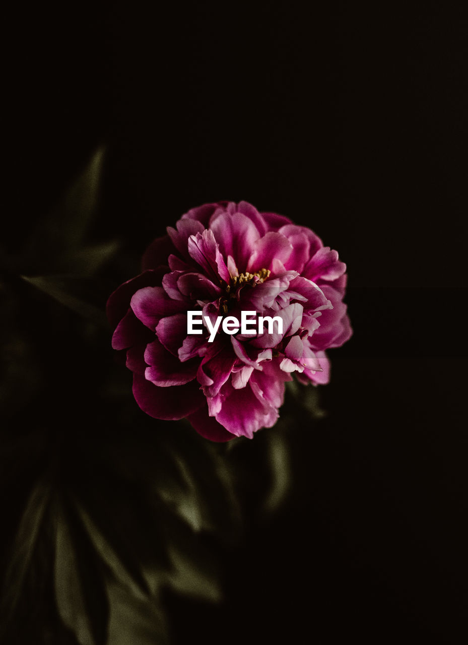 CLOSE-UP OF PINK FLOWER OVER BLACK BACKGROUND