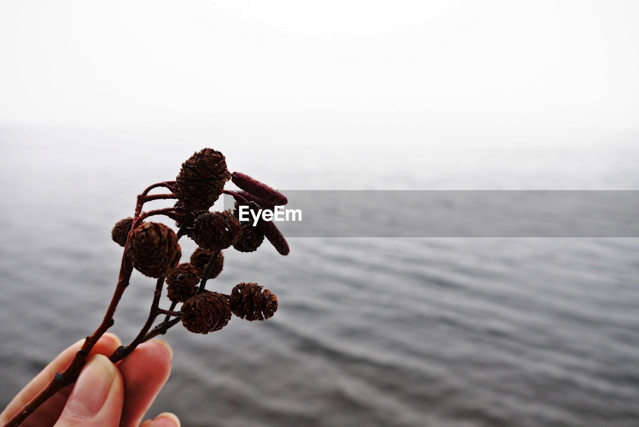 Close-up of hand holding dried buds over lake against clear sky