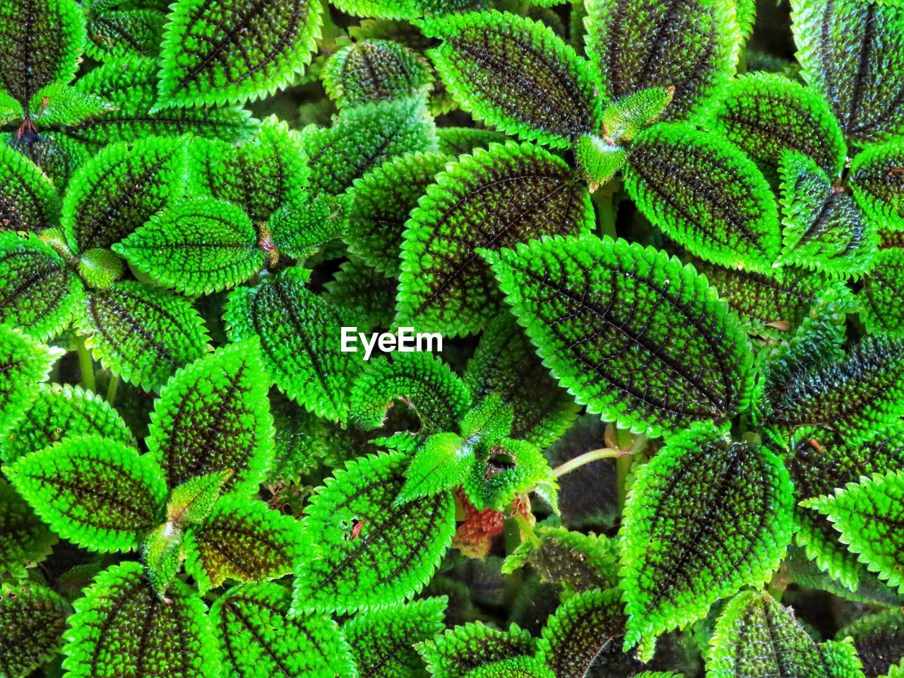 Full frame shot of plants