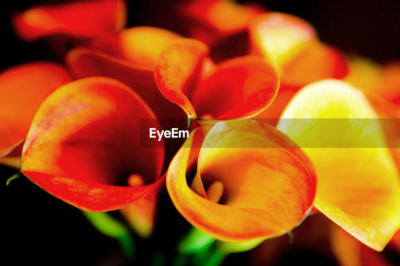 Close-up of red tulips growing outdoors