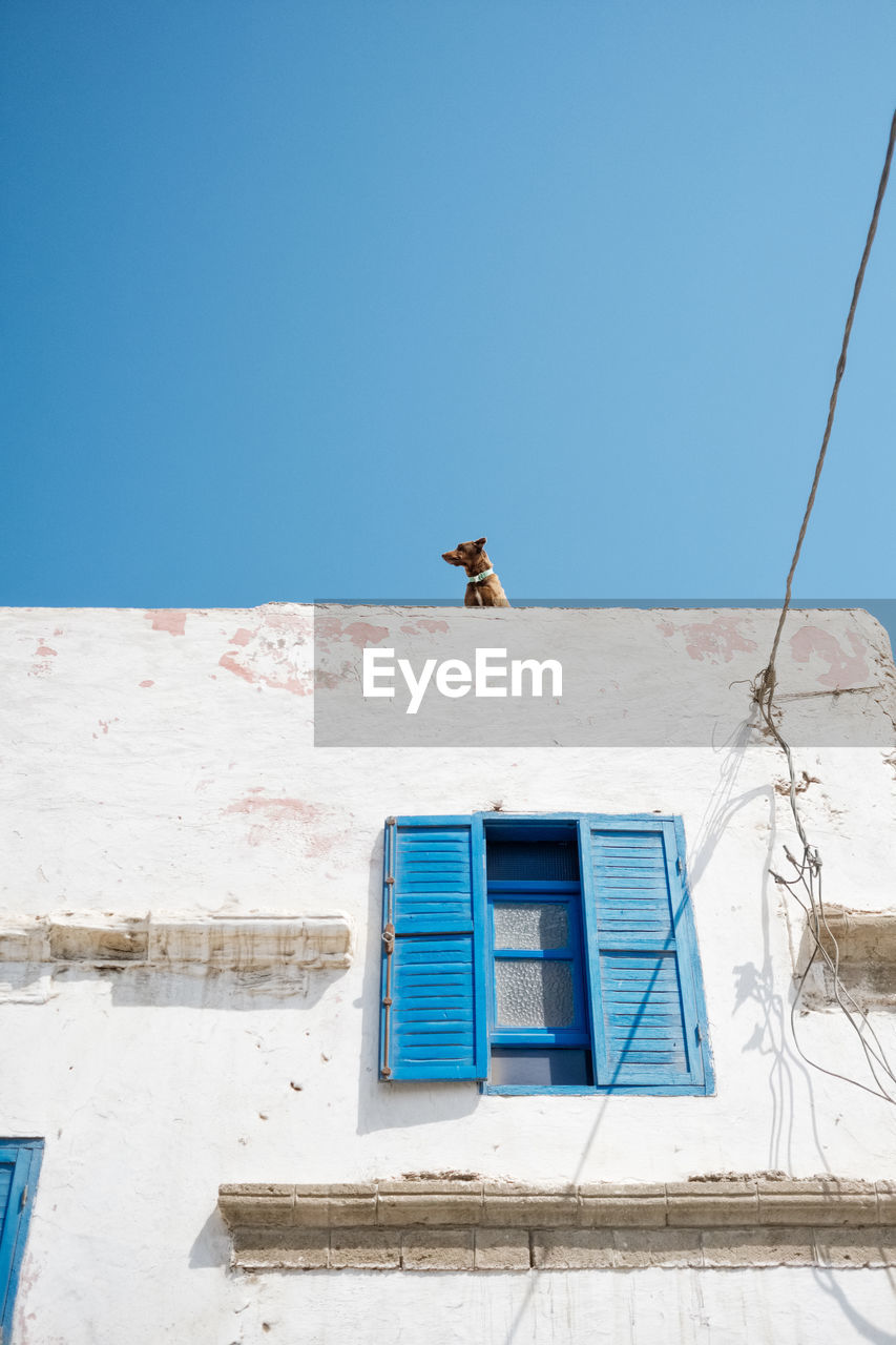 Low angle view of dog standing on building terrace against clear blue sky during sunny day