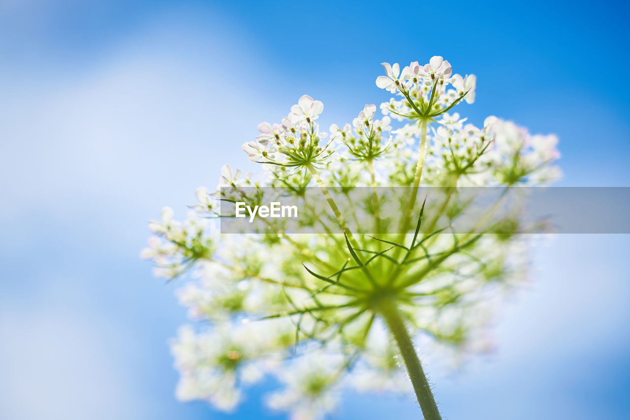 Low angle view of white flowering plant against blue sky