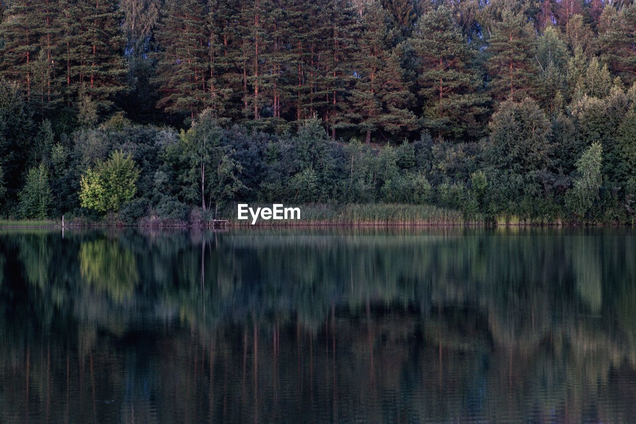 Scenic view of lake in forest