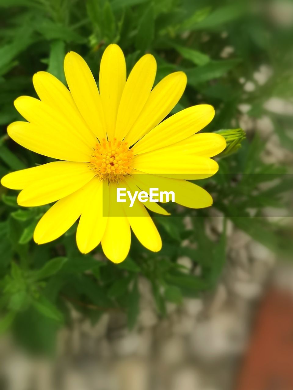 CLOSE-UP OF YELLOW ROSE FLOWER