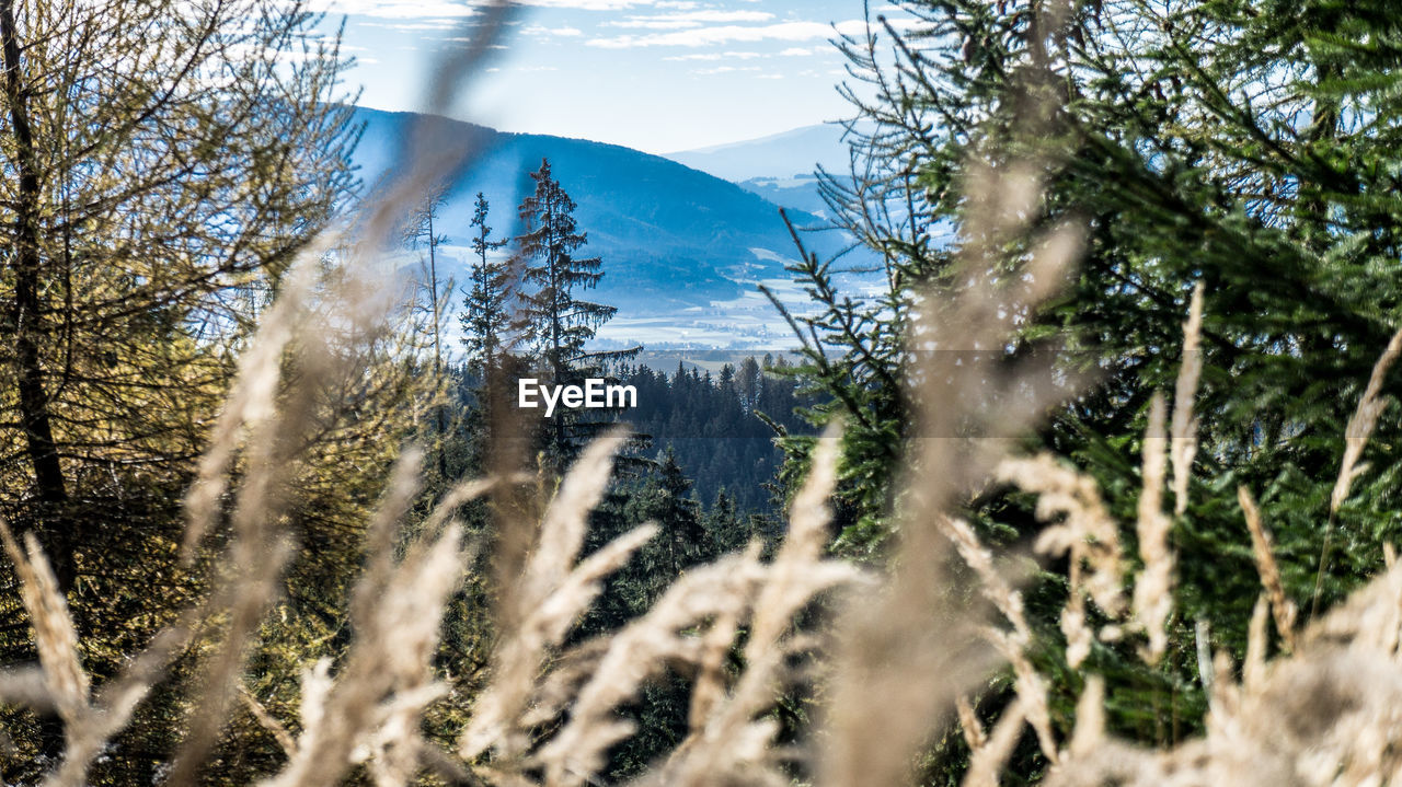 Pine trees in forest against sky during winter