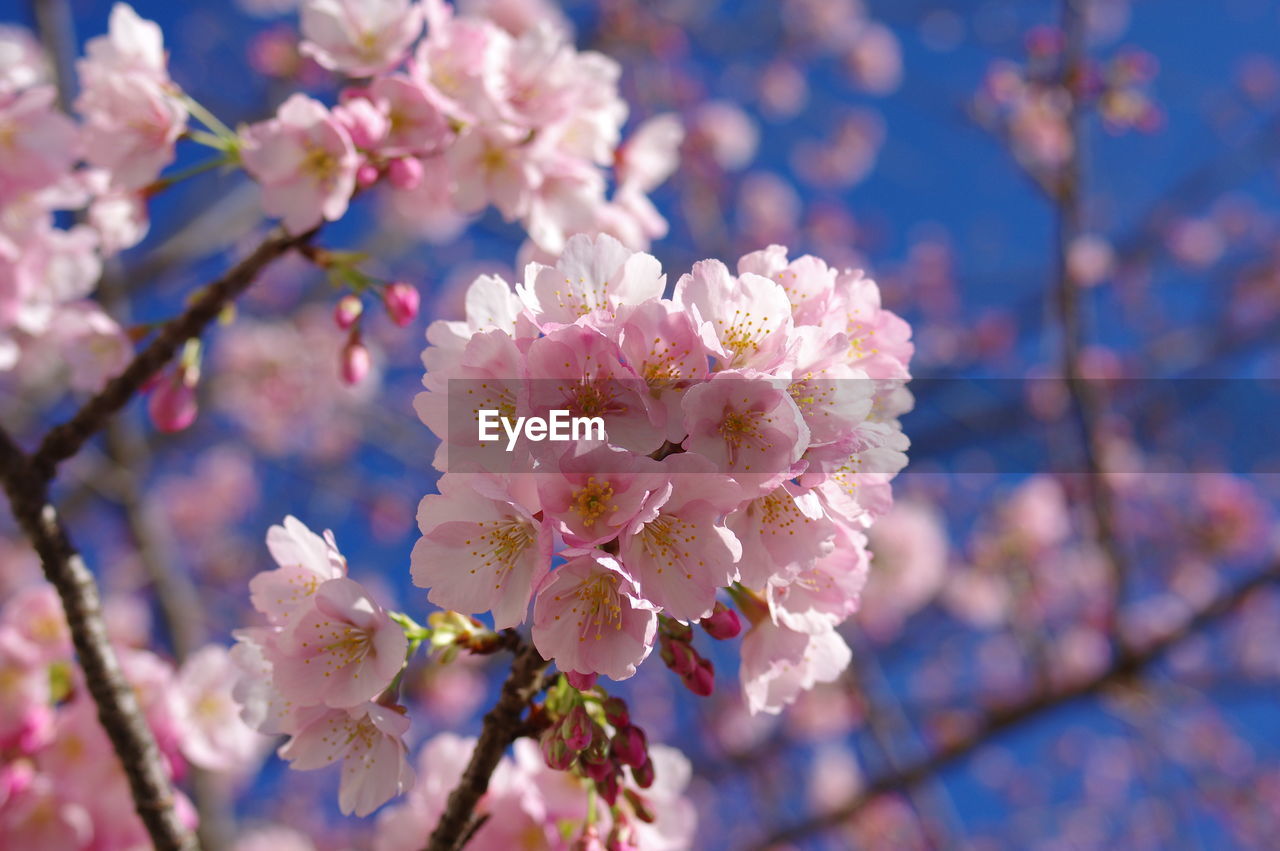 Close-up of pink cherry blossom