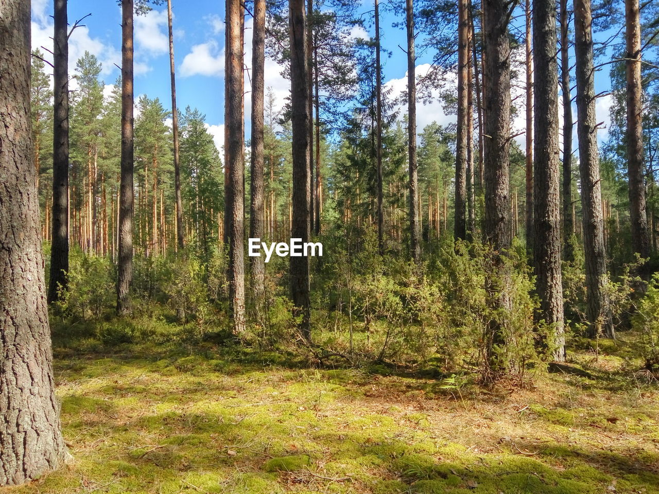 Trees in forest