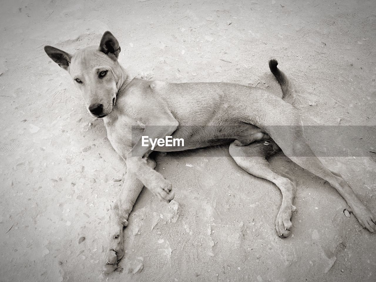 High angle view of dog lying on field