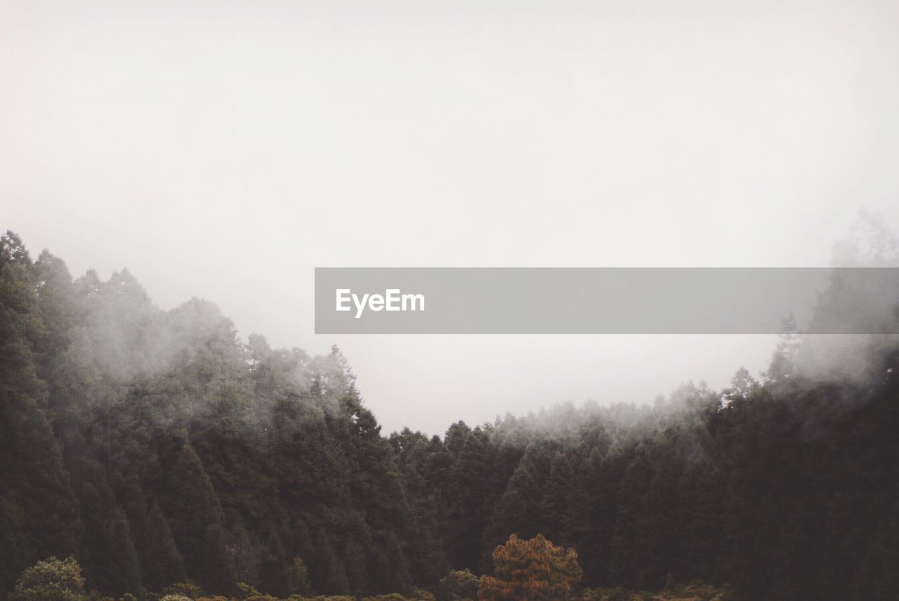 Low angle view of trees against sky in foggy weather