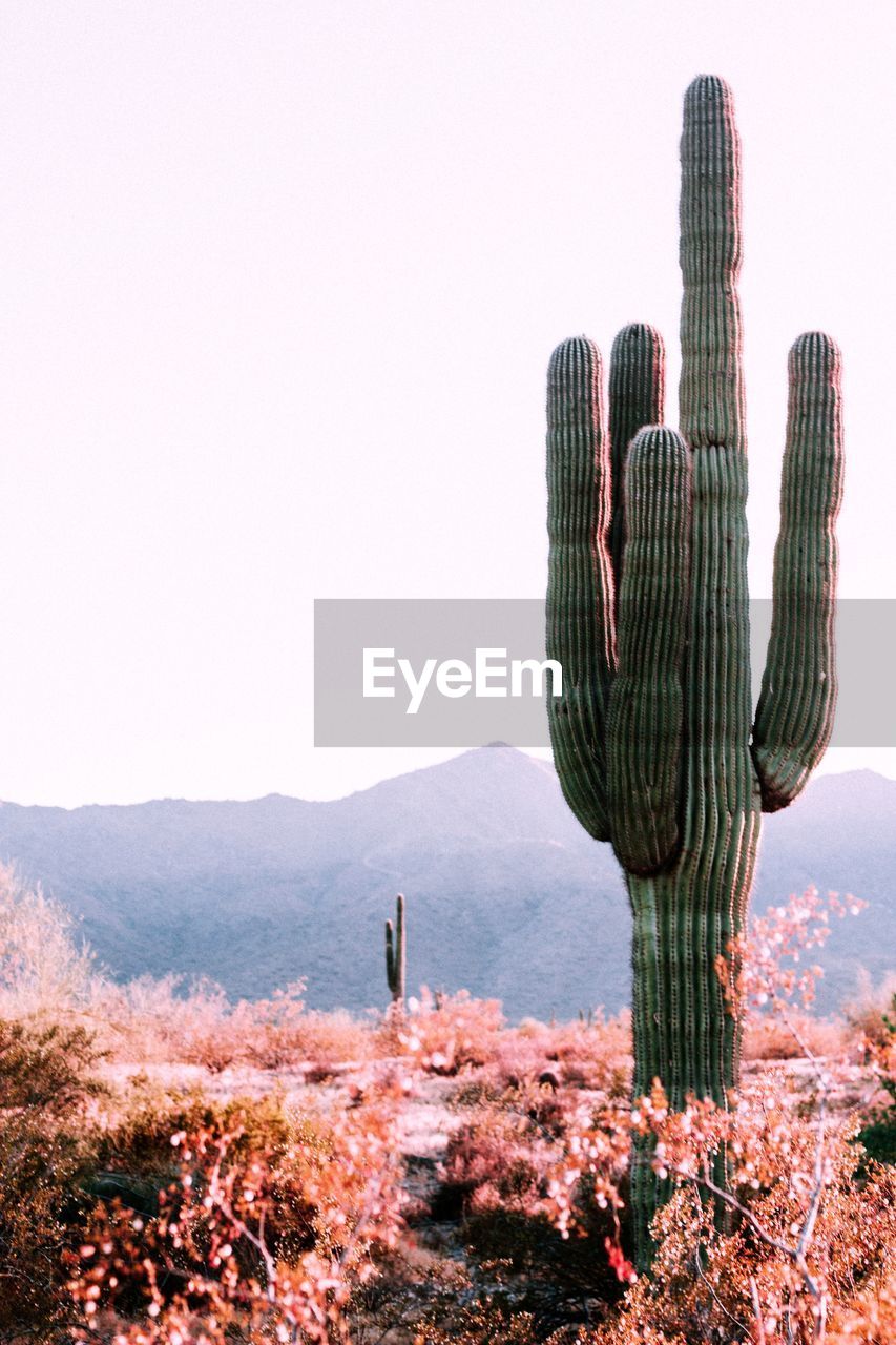 Cactus growing on landscape against sky