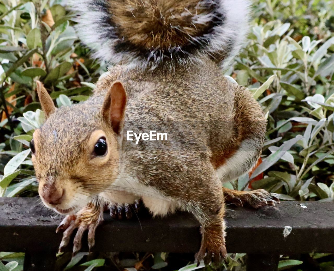 Close-up of squirrel