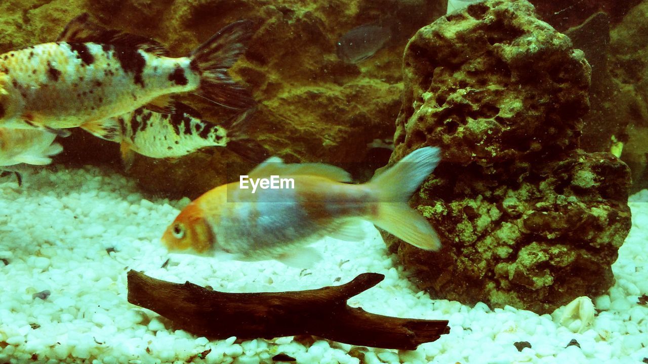 Close-up of fish swimming in aquarium