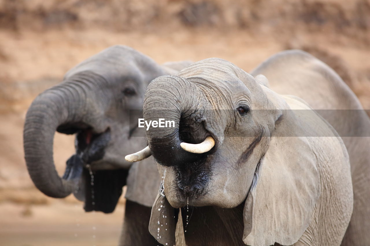 Close-up of two elephants drinking water
